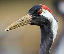 Common Crane