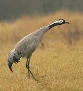 Common Crane