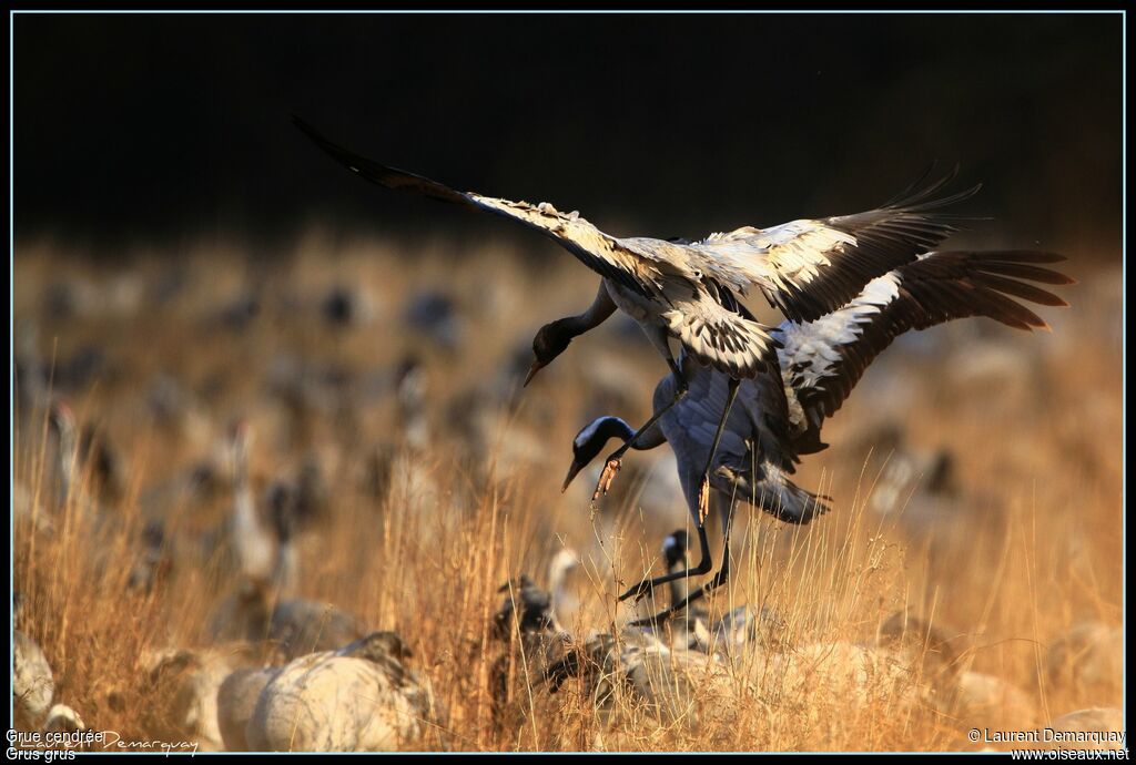 Common Crane