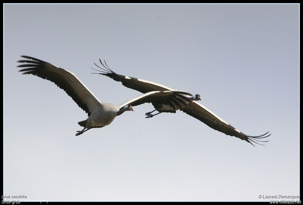 Common Crane, Flight