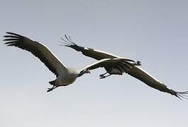 Common Crane