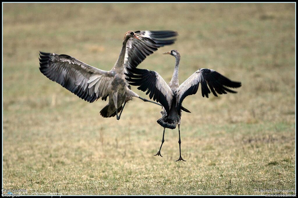 Common Crane, Behaviour