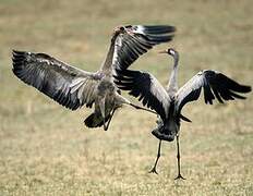 Common Crane