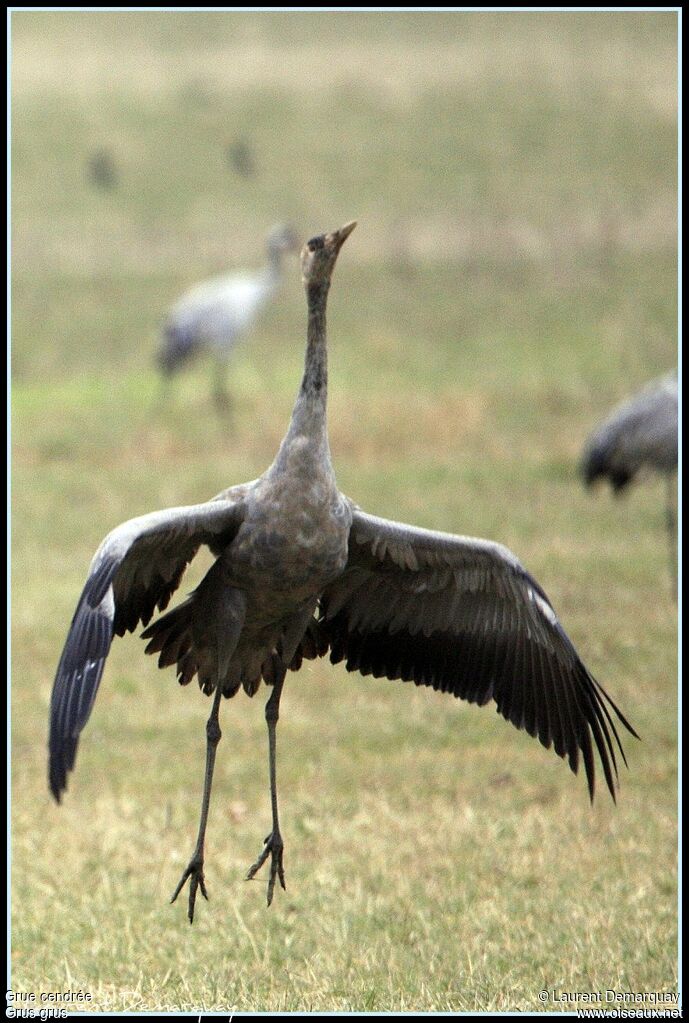 Common Crane, Behaviour