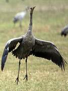 Common Crane