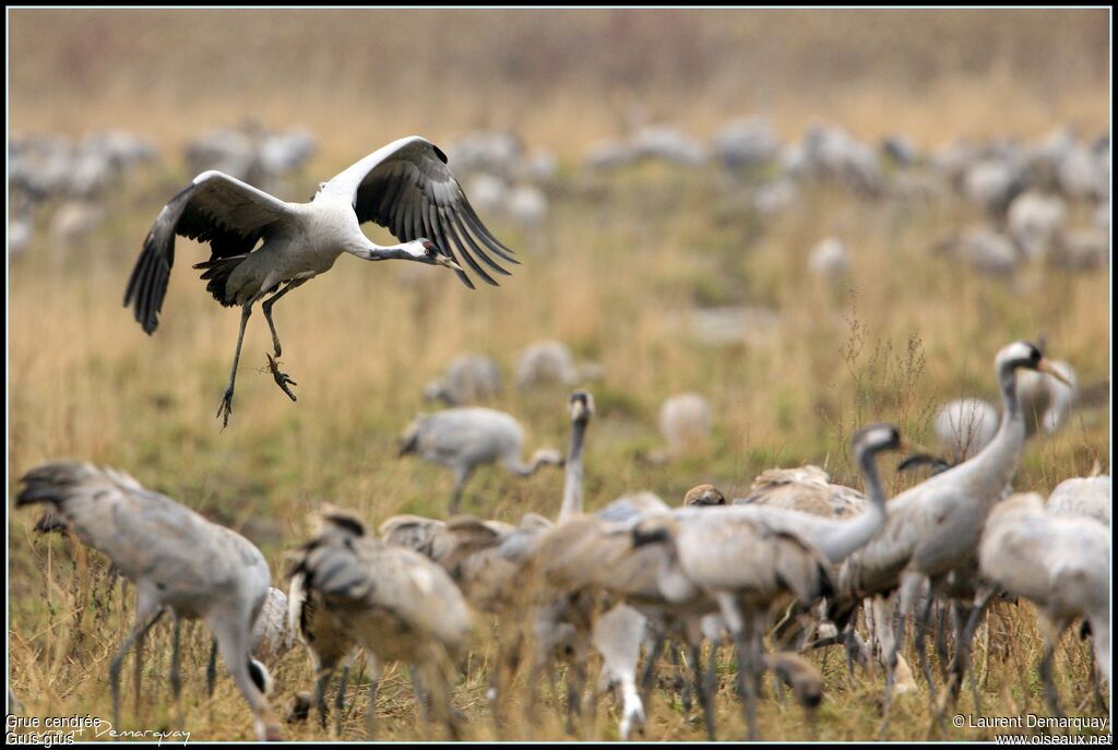 Common Crane, Behaviour