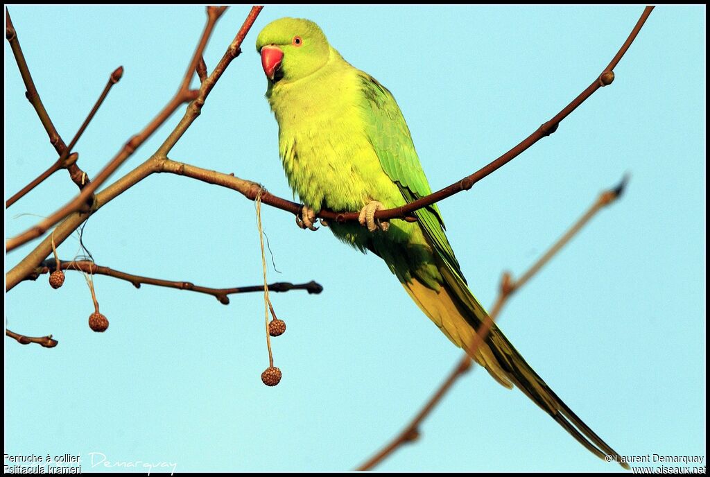 Perruche à collier femelle