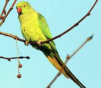 Rose-ringed Parakeet