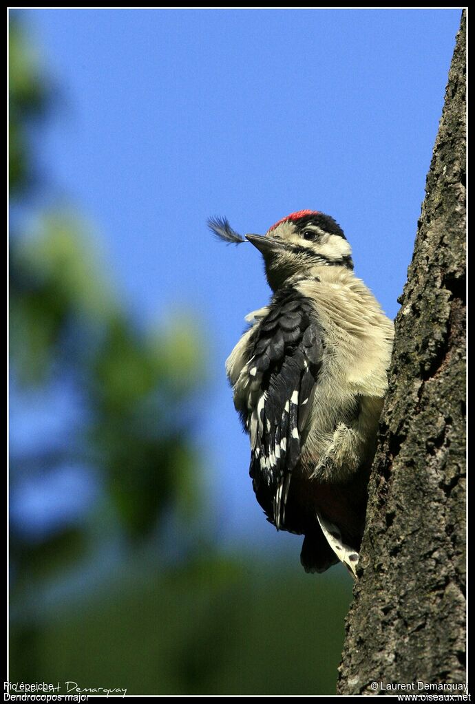 Great Spotted WoodpeckerFirst year