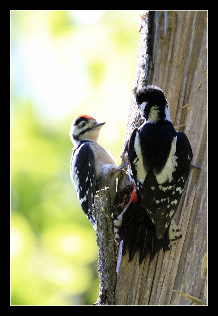 Great Spotted Woodpecker, Behaviour