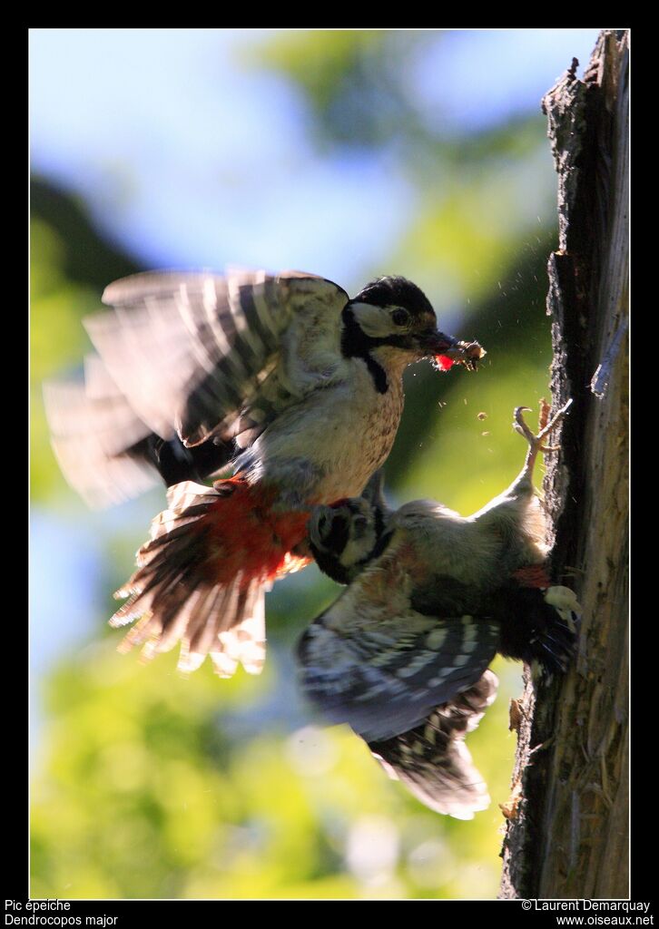 Great Spotted Woodpecker, Behaviour