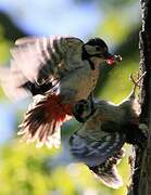 Great Spotted Woodpecker