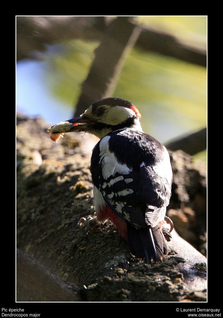 Great Spotted Woodpecker male