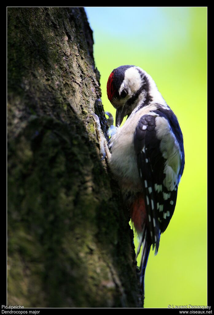 Great Spotted WoodpeckerFirst year, identification