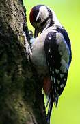 Great Spotted Woodpecker