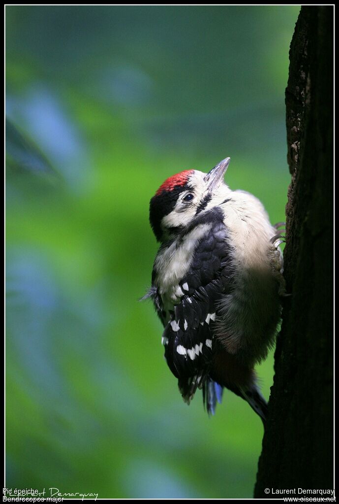 Great Spotted WoodpeckerFirst year, identification