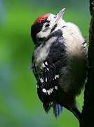 Great Spotted Woodpecker