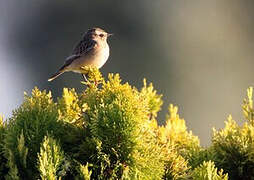 Whinchat