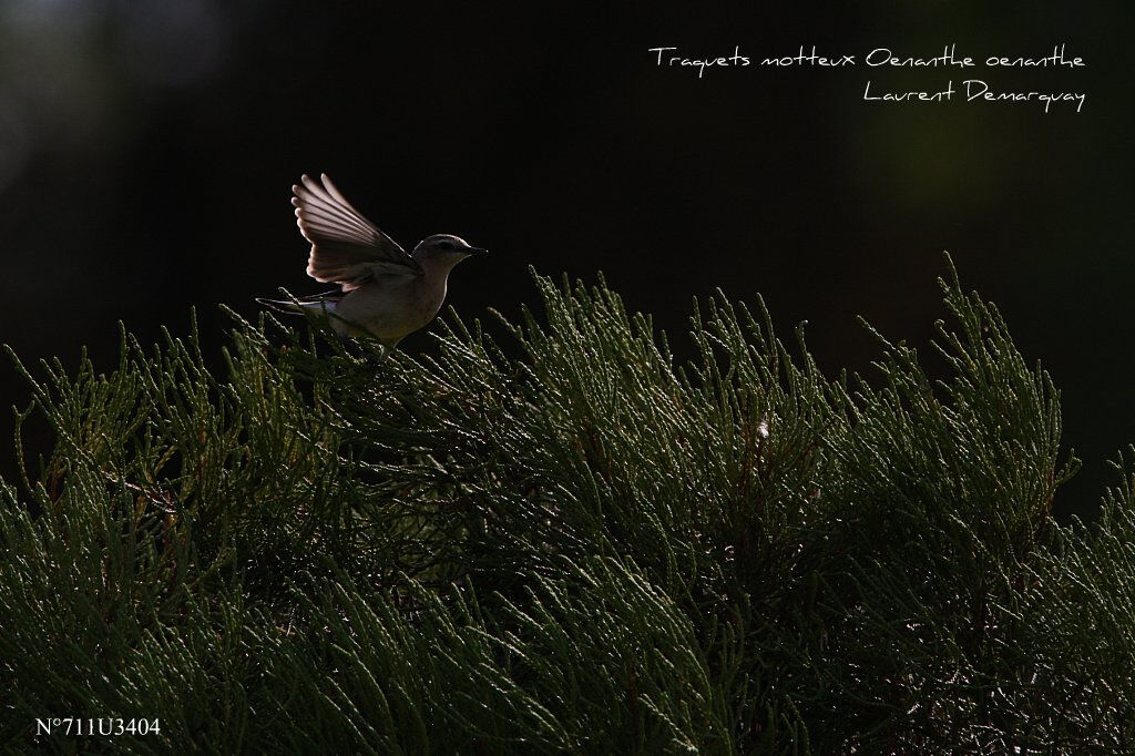 Northern Wheatear