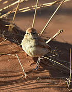 Dune Lark