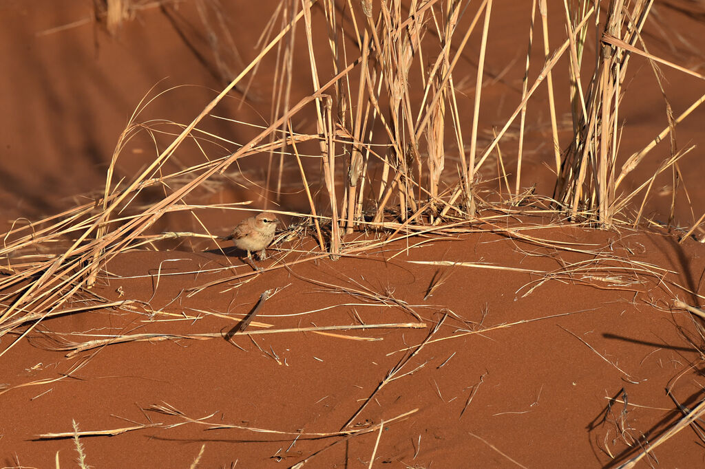 Dune Lark