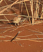 Dune Lark