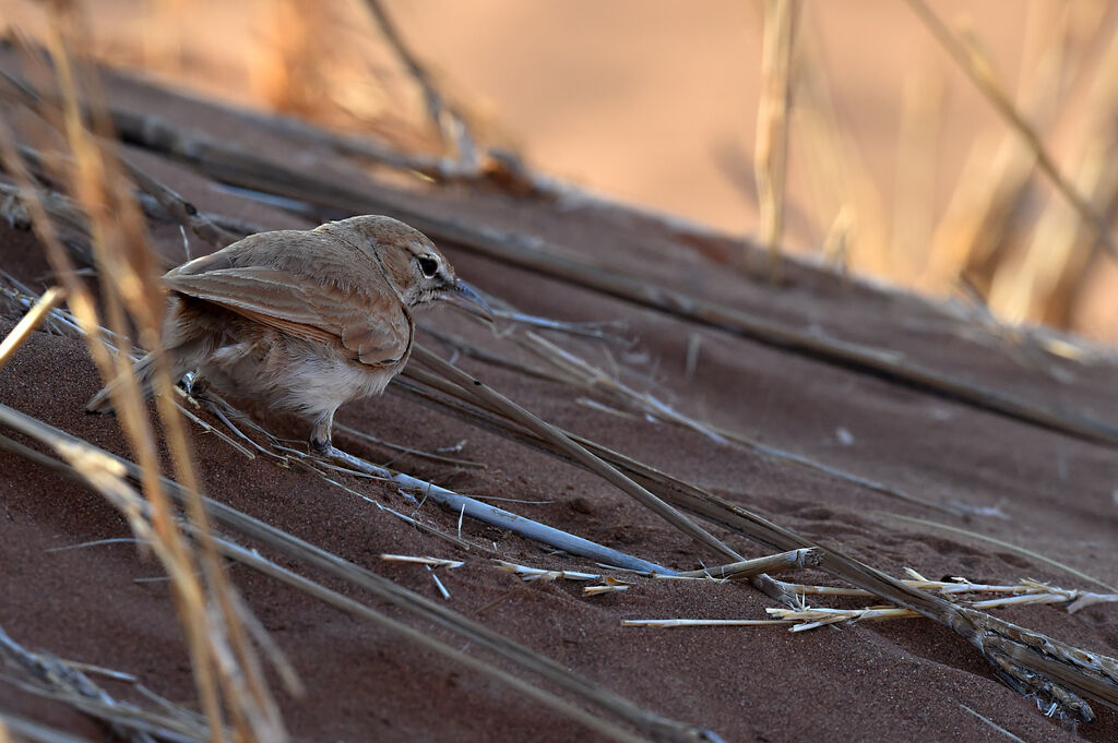 Dune Lark