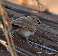 Dune Lark