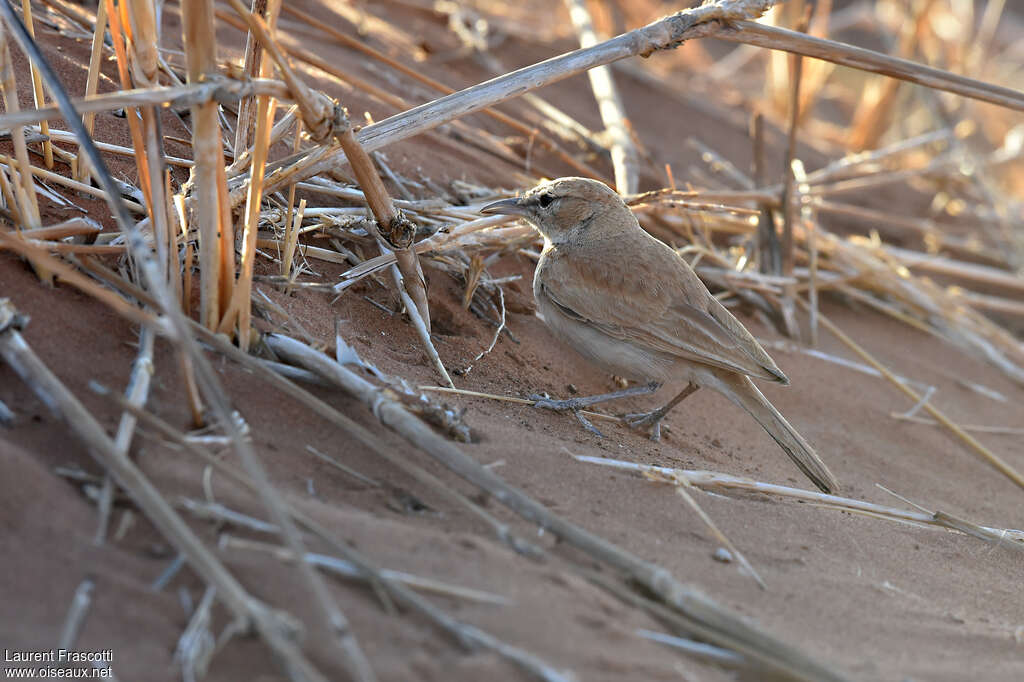 Alouette à dos rouxadulte, habitat, camouflage, pigmentation, pêche/chasse