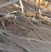 Dune Lark