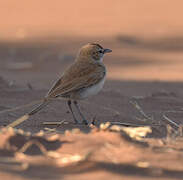 Dune Lark