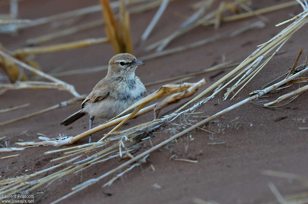 Dune Lark, pigmentation, fishing/hunting