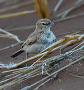 Dune Lark