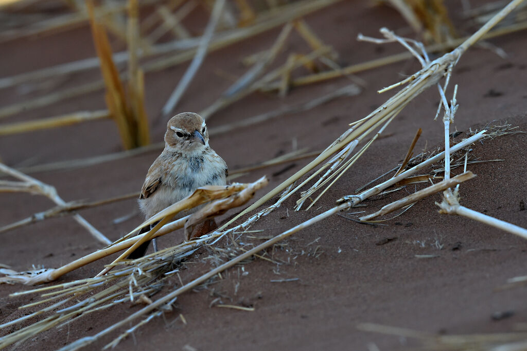 Dune Lark