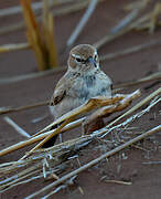 Dune Lark