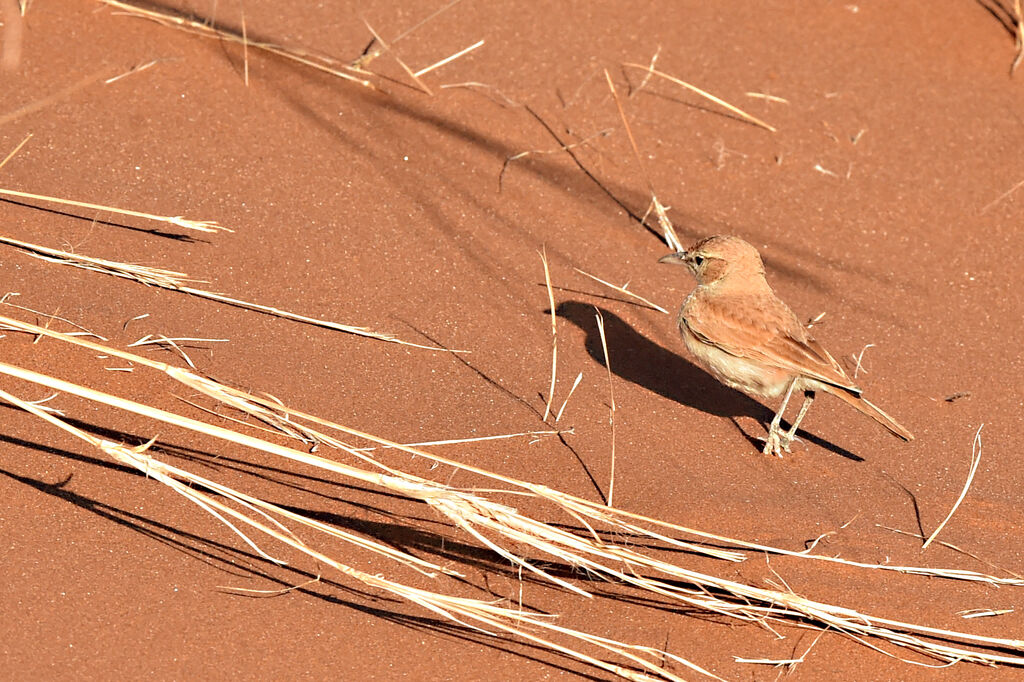 Dune Lark