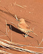 Dune Lark