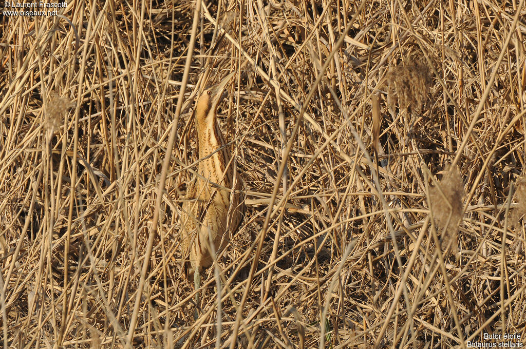 Eurasian Bittern