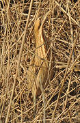 Eurasian Bittern