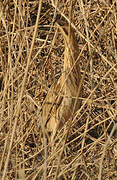 Eurasian Bittern