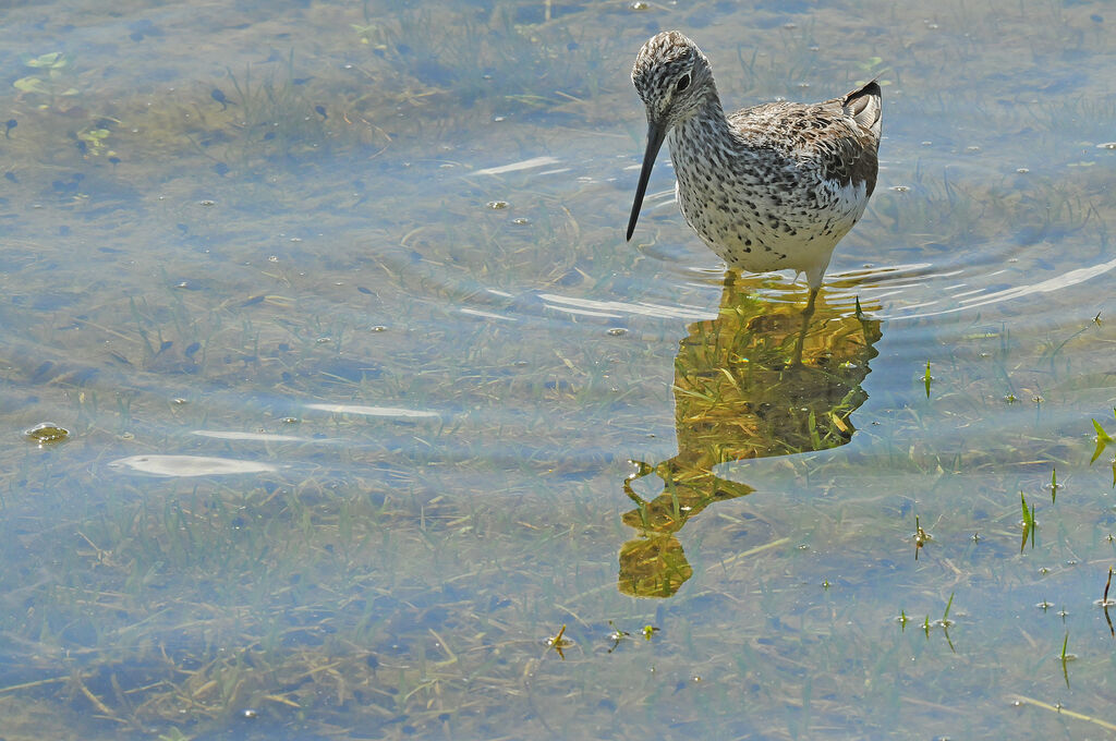 Common Greenshank