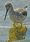 Common Greenshank