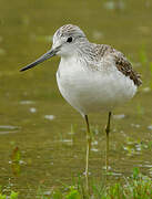 Common Greenshank