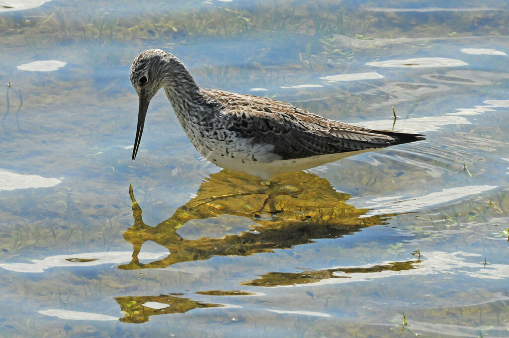 Common Greenshank