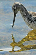 Common Greenshank