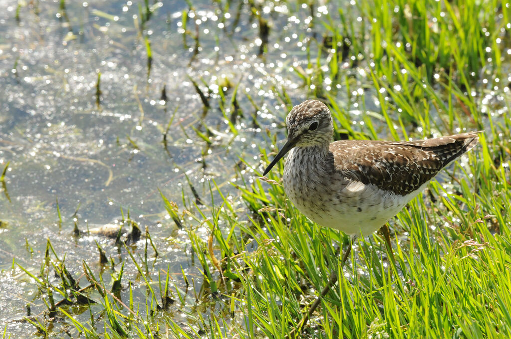 Wood Sandpiper