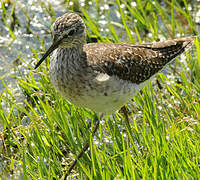 Wood Sandpiper