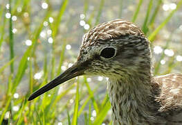 Wood Sandpiper