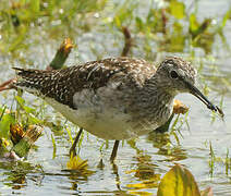 Wood Sandpiper