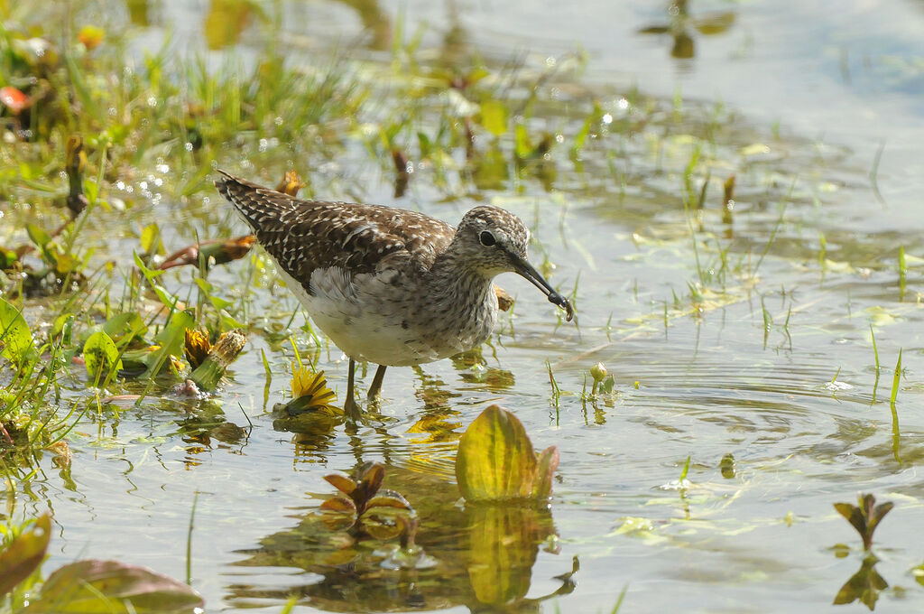 Wood Sandpiper